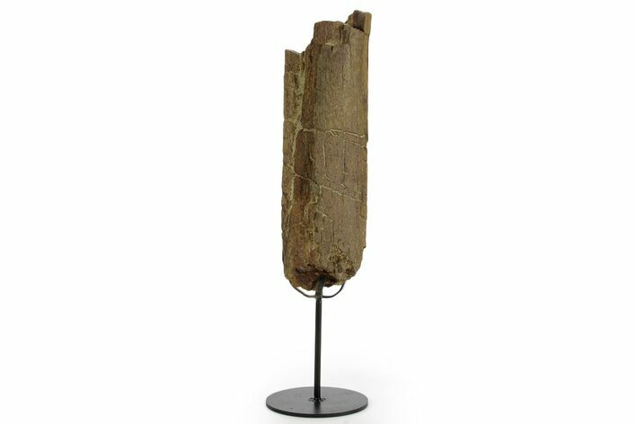 Fossil Triceratops Rib Section w/ Metal Stand - South Dakota #378507